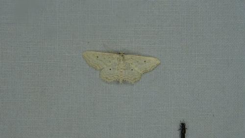 Idaea elongaria